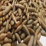 Chilgoza Pine Nuts with Shell